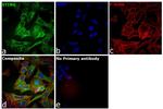 STING Antibody in Immunocytochemistry (ICC/IF)