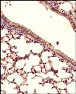 STING Antibody in Immunohistochemistry (Paraffin) (IHC (P))