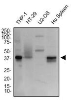 STING Antibody in Western Blot (WB)