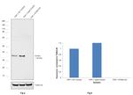 STING Antibody in Western Blot (WB)