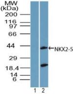 Nkx2.5 Antibody in Western Blot (WB)