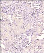 GATA4 Antibody in Immunohistochemistry (Paraffin) (IHC (P))