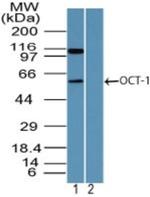 OCT1 (POU2F1) Antibody in Western Blot (WB)