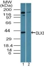 DLX3 Antibody in Western Blot (WB)