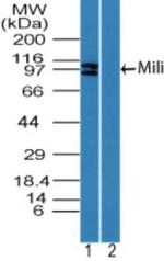 PIWIL1 Antibody in Western Blot (WB)