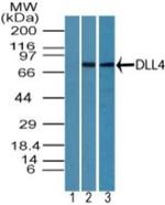 DLL4 Antibody in Western Blot (WB)