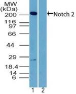 NOTCH2 Antibody in Western Blot (WB)