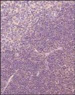 TRIF Antibody in Immunohistochemistry (Paraffin) (IHC (P))