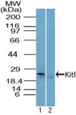 SCF Antibody in Western Blot (WB)