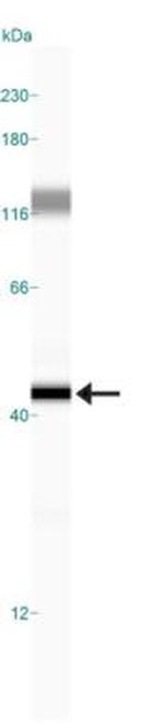 SNAIL Antibody in Western Blot (WB)