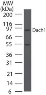 DACH1 Antibody in Western Blot (WB)