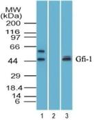 GFI1 Antibody in Western Blot (WB)