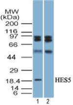 HES5 Antibody in Western Blot (WB)