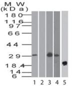 BST-2 Antibody in Western Blot (WB)