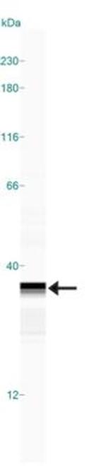 BST-2 Antibody in Western Blot (WB)