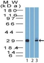 14-3-3 sigma Antibody in Western Blot (WB)