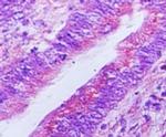 Viperin Antibody in Immunohistochemistry (Paraffin) (IHC (P))