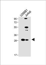 LAPTM5 Antibody in Western Blot (WB)