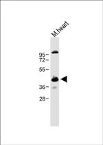 Cyclin Y Antibody in Western Blot (WB)