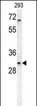 DcR3 Antibody in Western Blot (WB)