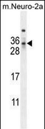 MAF1 Antibody in Western Blot (WB)