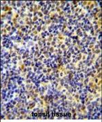 IKAROS Antibody in Immunohistochemistry (Paraffin) (IHC (P))