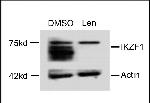 IKAROS Antibody in Western Blot (WB)