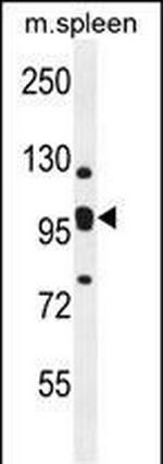 KIAA0090 Antibody in Western Blot (WB)