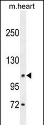 DAGLA Antibody in Western Blot (WB)