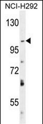 DAGLA Antibody in Western Blot (WB)