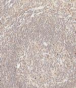 CEPT1 Antibody in Immunohistochemistry (Paraffin) (IHC (P))