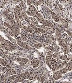 SCXA Antibody in Immunohistochemistry (Paraffin) (IHC (P))