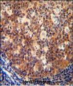 IL-12 p40 Antibody in Immunohistochemistry (Paraffin) (IHC (P))