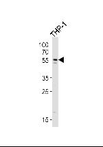 cGAS Antibody in Western Blot (WB)