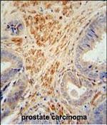 FSTL1 Antibody in Immunohistochemistry (Paraffin) (IHC (P))