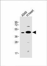 FSTL1 Antibody in Western Blot (WB)