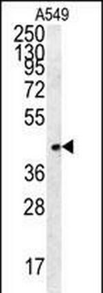 FSTL1 Antibody in Western Blot (WB)