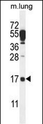 C14orf126 Antibody in Western Blot (WB)