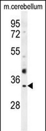 Olfr640 Antibody in Western Blot (WB)