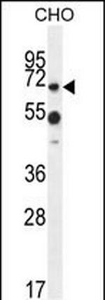 ZUFSP Antibody in Western Blot (WB)