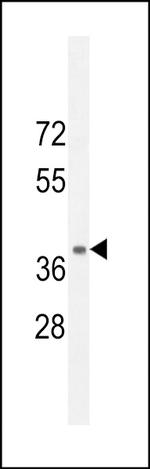 NPSR1 Antibody in Western Blot (WB)