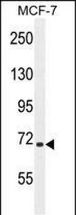 SEL1L Antibody in Western Blot (WB)