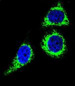 Bcl-10 Antibody in Immunocytochemistry (ICC/IF)