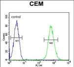 CD37 Antibody in Flow Cytometry (Flow)