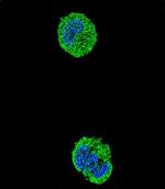 ETS1 Antibody in Immunocytochemistry (ICC/IF)