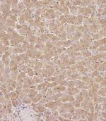 SERPINA6 Antibody in Immunohistochemistry (Paraffin) (IHC (P))