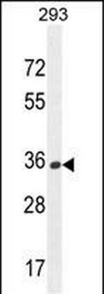 OR10H1 Antibody in Western Blot (WB)