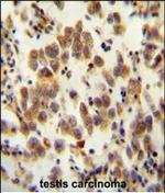 OR8B8 Antibody in Immunohistochemistry (Paraffin) (IHC (P))