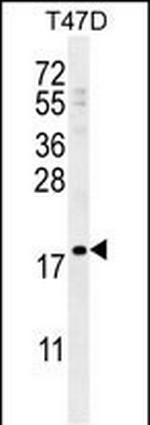 LCE1A Antibody in Western Blot (WB)