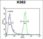 ATP8A2 Antibody in Flow Cytometry (Flow)